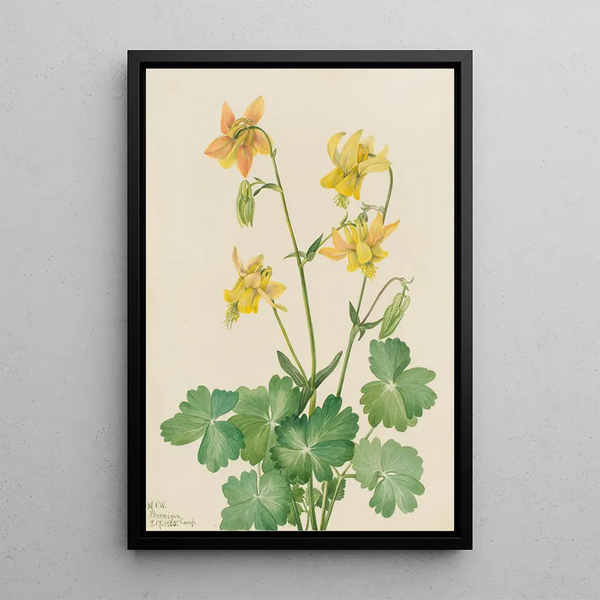 Ancolie citron Aquilegia flavescens - Mary Vaux Walcott — framed artwork on a wall