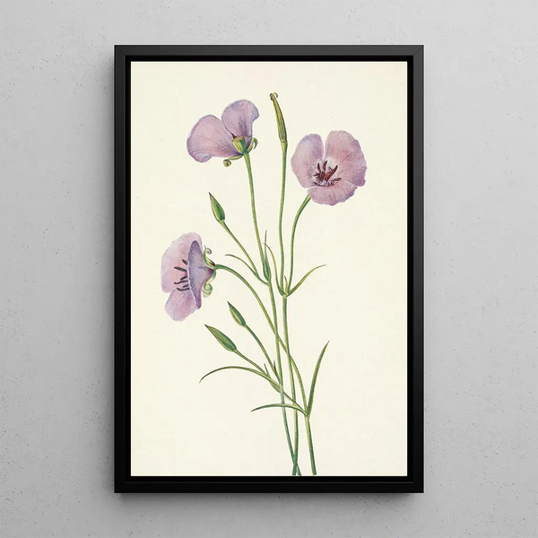 Mariposa lilas Calochortus splendens - Mary Vaux Walcott — framed artwork on a wall
