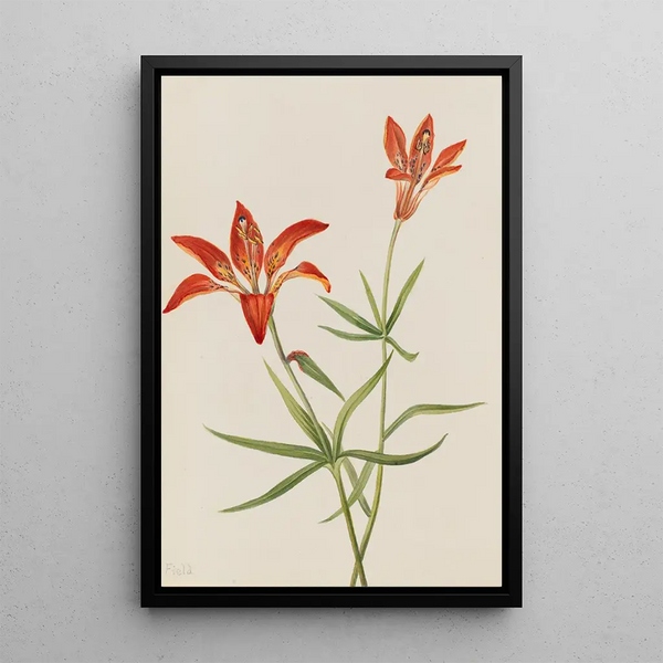 Lys Lilium montanum - Mary Vaux Walcott — framed artwork on a wall