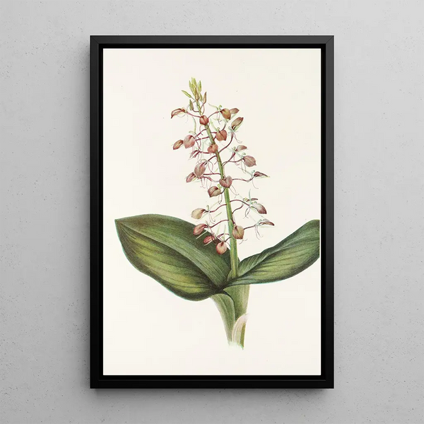 Lys Twayblade Liparis liliifolia - Mary Vaux Walcott — framed artwork on a wall