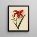 Lis Painting - Mary Vaux Walcott — framed artwork on a wall