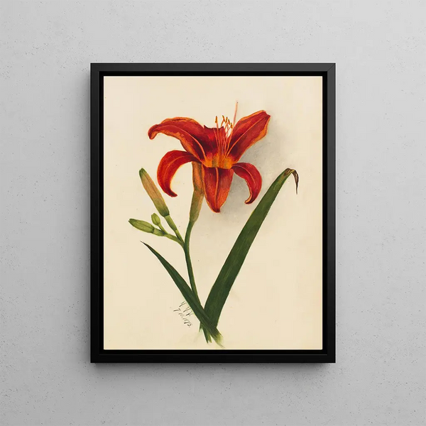 Lis Painting - Mary Vaux Walcott — framed artwork on a wall