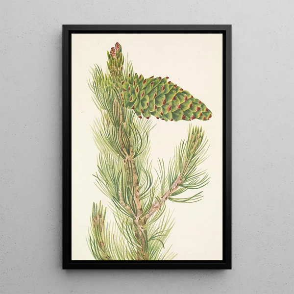 Pin flexible Pinus flexilis - Mary Vaux Walcott — framed artwork on a wall