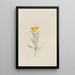 Lithospermum canescens - Mary Vaux Walcott — framed artwork on a wall