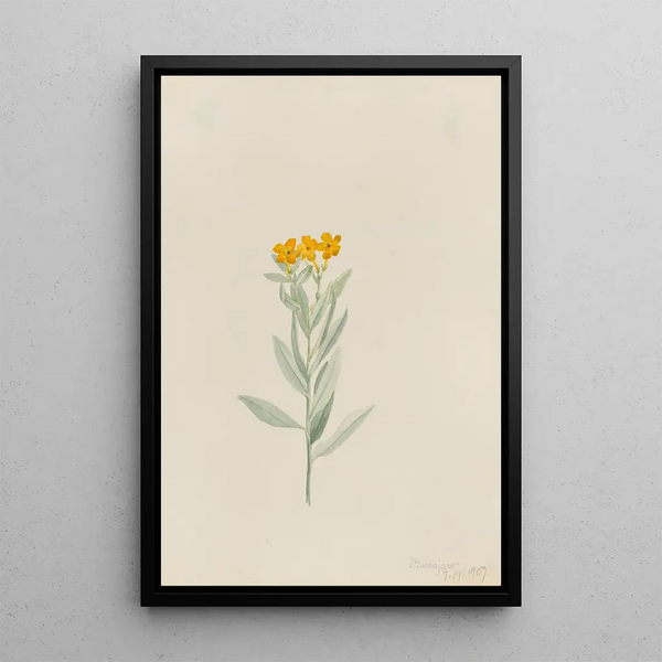 Lithospermum canescens - Mary Vaux Walcott — framed artwork on a wall