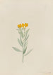 Lithospermum canescens - Mary Vaux Walcott — artwork view