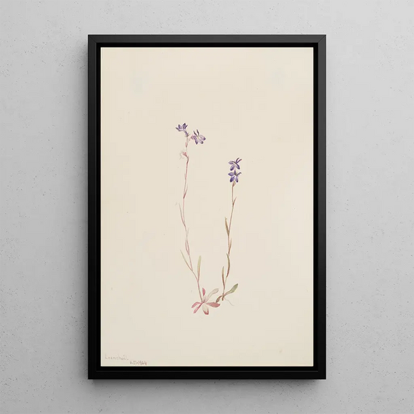Lobélie Kalmii - Mary Vaux Walcott — framed artwork on a wall