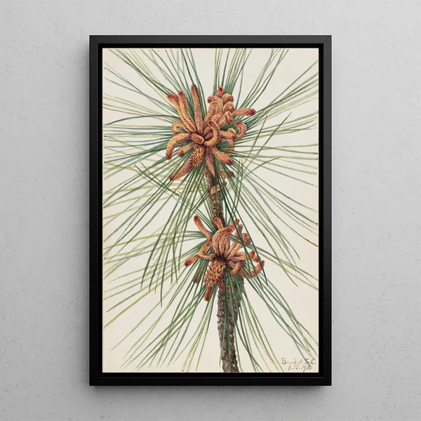 Pin des marais Pinus taeda - Mary Vaux Walcott — framed artwork on a wall