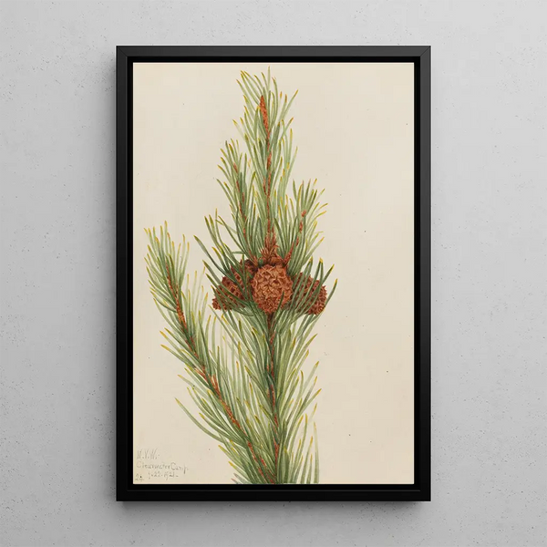 Pin tordu Pinus contorta murrayana - Mary Vaux Walcott — framed artwork on a wall