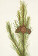 twisted pine Pinus contorta murrayana - Mary Vaux Walcott — artwork view