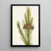 twisted pine Pinus contorta murrayana - Mary Vaux Walcott — framed artwork on a wall