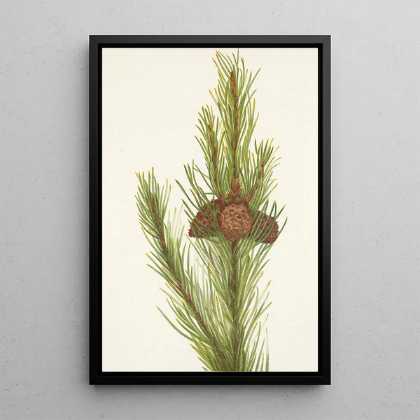 twisted pine Pinus contorta murrayana - Mary Vaux Walcott — framed artwork on a wall