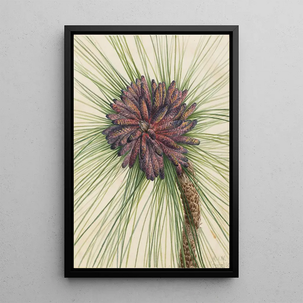 Pin des marais Pinus palustris - Mary Vaux Walcott — framed artwork on a wall