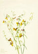 Lotus puberulus - Mary Vaux Walcott — artwork view