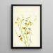 Lotus puberulus - Mary Vaux Walcott — framed artwork on a wall