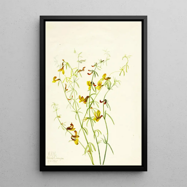 Lotus puberulus - Mary Vaux Walcott — framed artwork on a wall