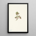 Airelle basse Vaccinium caespitosum - Mary Vaux Walcott — framed artwork on a wall
