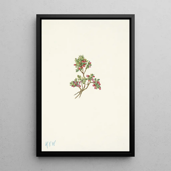 Airelle basse Vaccinium caespitosum - Mary Vaux Walcott — framed artwork on a wall