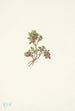 Airelle basse Vaccinium caespitosum - Mary Vaux Walcott — artwork view