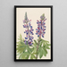 Lupin Lupinus fornosus - Mary Vaux Walcott — framed artwork on a wall