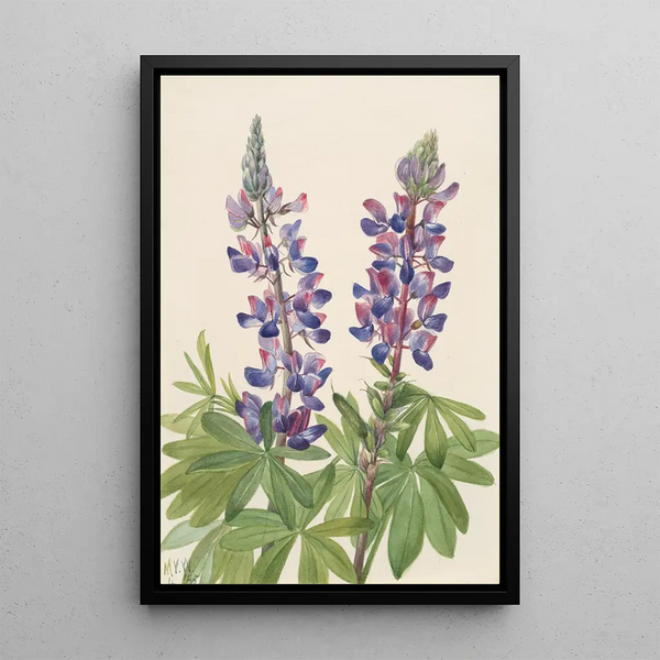 Lupin Lupinus fornosus - Mary Vaux Walcott — framed artwork on a wall