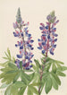 Lupin Lupinus fornosus - Mary Vaux Walcott — artwork view