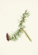 Mélèze de Lyall de Lyall Larix lyallii - Mary Vaux Walcott — artwork view