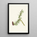 Mélèze de Lyall de Lyall Larix lyallii - Mary Vaux Walcott — framed artwork on a wall