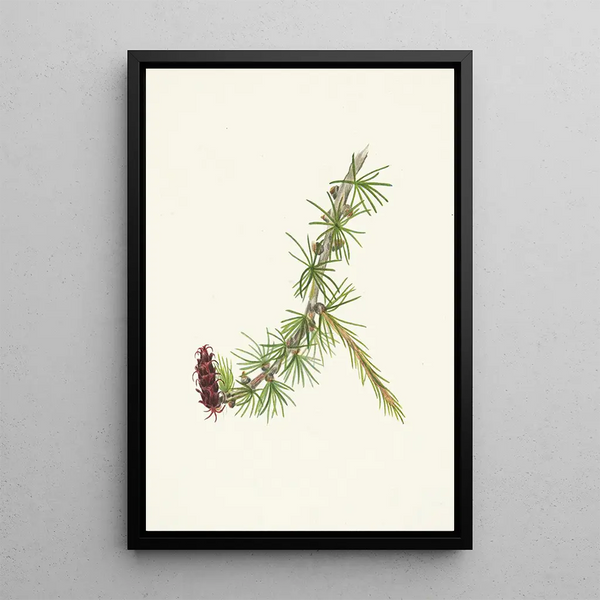 Mélèze de Lyall de Lyall Larix lyallii - Mary Vaux Walcott — framed artwork on a wall