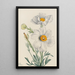 Poppy of Matilija Romneya coulteri - Mary Vaux Walcott — framed artwork on a wall