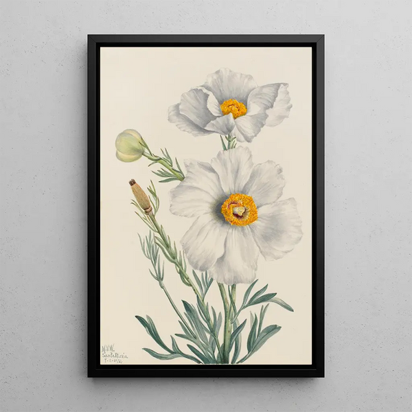 Poppy of Matilija Romneya coulteri - Mary Vaux Walcott — framed artwork on a wall