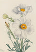 Poppy of Matilija Romneya coulteri - Mary Vaux Walcott — artwork view