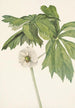 Podophylle pelté Podophyllum peltatum - Mary Vaux Walcott — artwork view