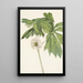 Podophylle pelté Podophyllum peltatum - Mary Vaux Walcott — framed artwork on a wall