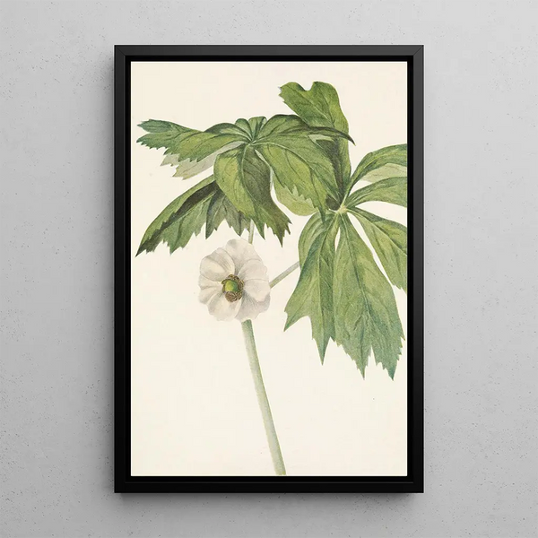 Podophylle pelté Podophyllum peltatum - Mary Vaux Walcott — framed artwork on a wall