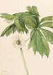 Podophylle pelté Podophyllum peltatum - Mary Vaux Walcott — artwork view