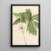 Podophylle pelté Podophyllum peltatum - Mary Vaux Walcott — framed artwork on a wall