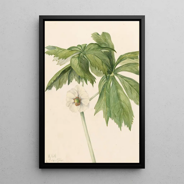 Podophylle pelté Podophyllum peltatum - Mary Vaux Walcott — framed artwork on a wall