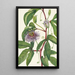 Passiflore incarnée Passiflora incarnata - Mary Vaux Walcott — framed artwork on a wall