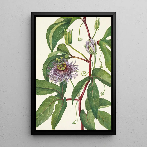 Passiflore incarnée Passiflora incarnata - Mary Vaux Walcott — framed artwork on a wall