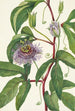Passiflore incarnée Passiflora incarnata - Mary Vaux Walcott — artwork view