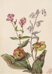 Beauty of the meadows Rhexia virginica Nabalus albus Purple pitcher plant Sarracenia purpurea - Mary Vaux Walcott — artwork view