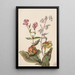 Beauty of the meadows Rhexia virginica Nabalus albus Purple pitcher plant Sarracenia purpurea - Mary Vaux Walcott — framed artwork on a wall