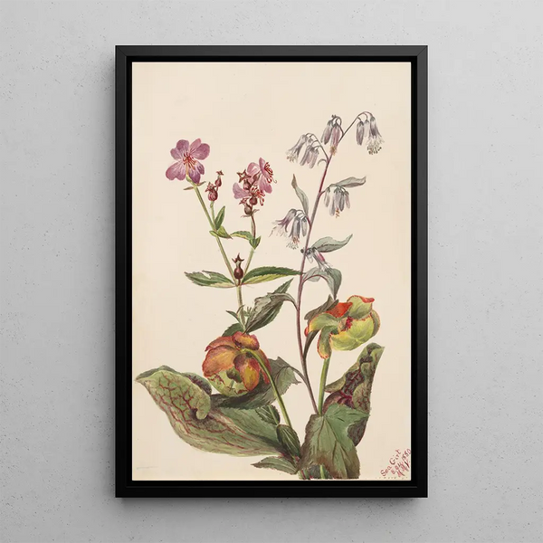 Beauty of the meadows Rhexia virginica Nabalus albus Purple pitcher plant Sarracenia purpurea - Mary Vaux Walcott — framed artwork on a wall