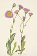 Vergerette des prés Erigeron speciosus - Mary Vaux Walcott — artwork view
