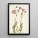 Vergerette des prés Erigeron speciosus - Mary Vaux Walcott — framed artwork on a wall
