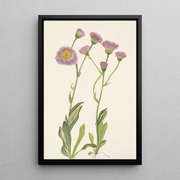 Vergerette des prés Erigeron speciosus - Mary Vaux Walcott — framed artwork on a wall