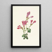 Pénstémon de Menzies Pentstemon menziesii - Mary Vaux Walcott — framed artwork on a wall