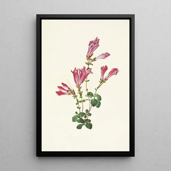 Pénstémon de Menzies Pentstemon menziesii - Mary Vaux Walcott — framed artwork on a wall
