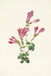 Pénstémon de Menzies Pentstemon menziesii - Mary Vaux Walcott — artwork view